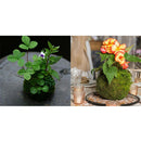 2-Pcs Creative Moss Ball Flower Pot Planter for Home Garden Decor, 9cm