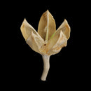 30X Dried Flowers Real Rose Hips for Craft, Wedding Confetti, Floral Art DIY