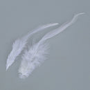50 St. dyed rooster feathers for decoration 10 -15 cm - white S5N6