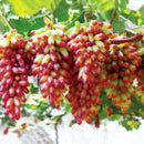 50mixed grape seeds home garden vitis viniferaDelicious fruit plant seed decorLJ