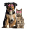 Lovely Dog Cat Glasses Pet Eye Protection Sunglasses Photos Props (Pink) A