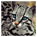 Diamond Painting Special Shaped Diy 5D Partial Drill Cross Stitch Diamond E T6F8