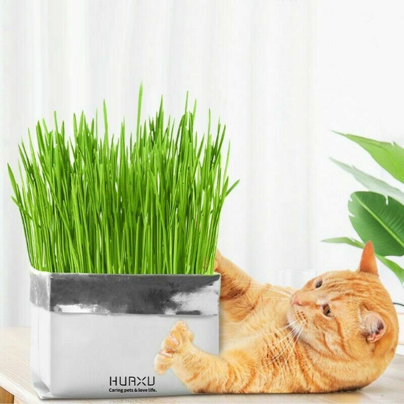 Pet Cat Grass Soilless Culture Growing Kit Cats Stomach Planter Hairball Co F1Q5