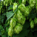 100pcs pack Egrow hops humulus lupulus seeds brew your own beer today returns year after