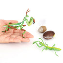 Lifelike Life Cycle of Mantis Growth Pre-school Cognitive Toys Themed Party