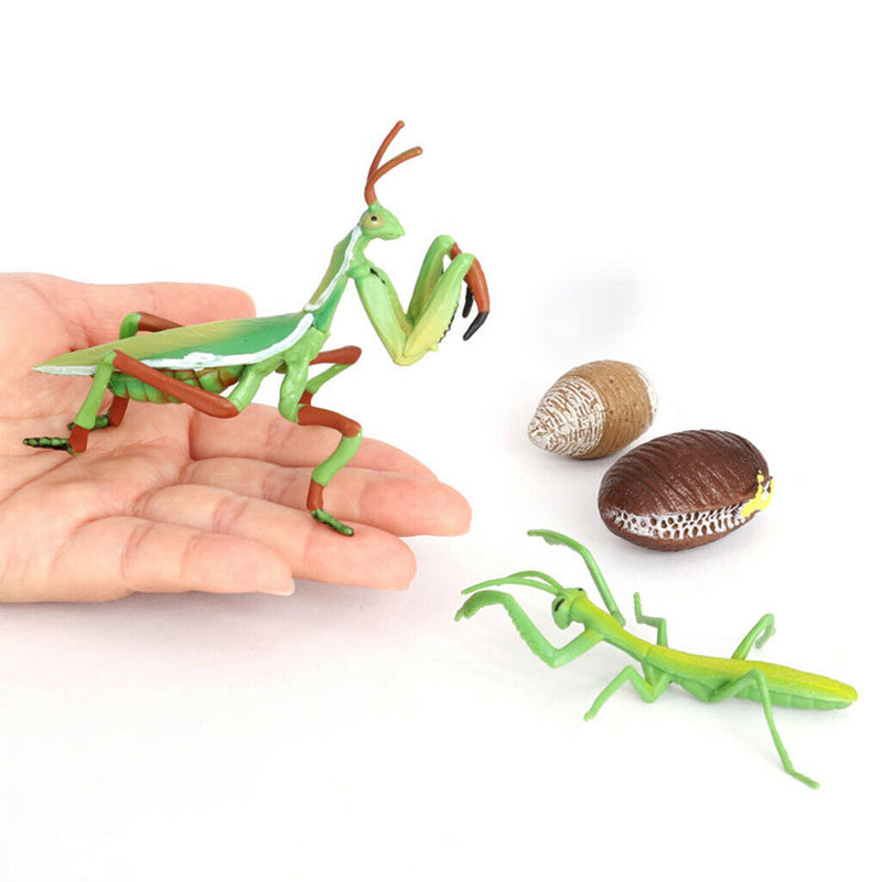 Lifelike Life Cycle of Mantis Growth Pre-school Cognitive Toys Themed Party
