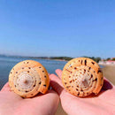 1PC Sea Shell Natural Conch Specimen Beach DIY Decor Aquarium Home U8J0