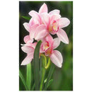 4 Pack Morning Glory DIY 5D Diamond Painting Full Drill Cross Stitch Home Decor