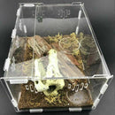 Acrylic-Reptile-Terrarium-Habitat-Ideal-Case-for-Larvae-spiders-ants-scorpi U5V9