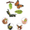 Life Cycle of Butterfly - Includes Egg, Larva, Pupa, and Butterfly - Educational