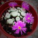 200Pc Succulent Cactus Mixed Lithops Flower Seeds Living Stones Flower Seed X8J6