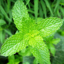 50 Pcs Mint AU HOT F4V5