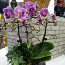 20Pcs Plant Fix Clips Orchid Stem Vine Support Flowers Tied Branch ClampingOZ