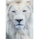 5D DIY Full Drill Diamond Painting Lion Embroidery Mosaic Craft Kit (hg411)