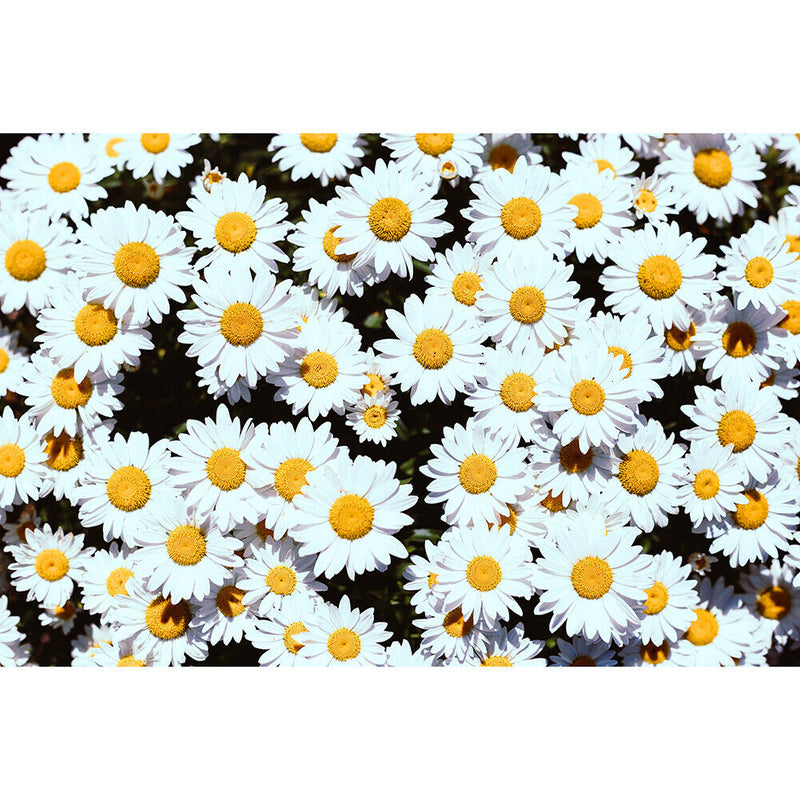 1000 Pieces Adults Kids Paper Jigsaw Puzzles Daisy Assembling Picture Kit