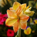 White Yellow Sunrise Amaryllis Bulbs Hippeastrum Bulbs Home Garden Decor Supply