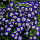 50pcs blue daisy seeds awesome easy to grow flower diy home garden decorDSR ^i