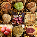 200Pc Succulent Cactus Mixed Lithops Flower Seeds Living Stones Flower Seed X8J6