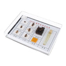 Bee Specimen Of Different Development Stages For  Scientific Education