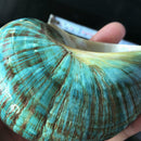 9-12cm Natural Green Shell Conch Coral Sea Snail Starfish Fish Tank Decoration
