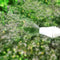 2L Nozzle Ajustable Electric Sprayer for Garden Lawn Sanitizer Spray Tool