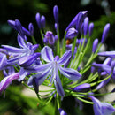 2 X Purple Amaryllis Bulbs Beauty Bonsai Flowers Garden Viewing-Decor U7I1 Q5V1