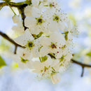 10pcs seedsHITE PRUNUS ( PRUNUS MUME )Bonsai SeedsDecor: X0D7