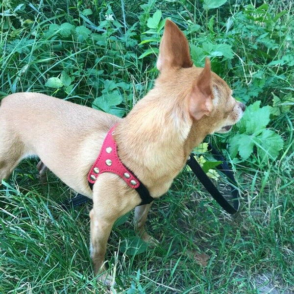 Soft Suede Leather Small Pet Dog Harness for Puppies Chihuahua Yorkie Teddy