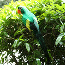 Large Artificial Parrot Bird Realistic Home Decor Budgie Taxidermy Green