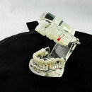 Teeth Restoration Implant Removable Disease Tooth & Teaching Dental Bridge A2X0