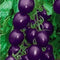 1 Bag 20 Tomato Seed Vegetable Natural Food