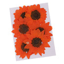 6pcs Pressed Dried Real Flower Sunflower Scrapbooking Embellishments Orange