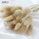 20PcRabbit Tail Grass Bunny Tails Dried Flowers Bouquets Lagurus Home Supplies