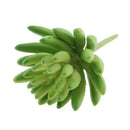2pcs Artificial Succulents Plants Fingered Echeveria Desk Decor Photo Props