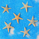 20 pcs Mini Cute Small Starfish Sea Star Shell Beach Home Decor DIY Craft