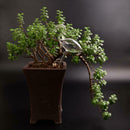 1x Glass Water Feeder Flower Plant Self Watering Bird Plant Waterer Garden  New