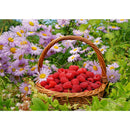 5D Full Round Drill Diamond Painting DIY Raspberry Rhinestone Picture Decor