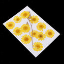 12x Pressed Natural Dried Flowers Chrysanthemum for Scrapbooking Card making
