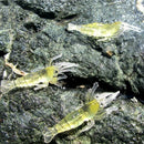10Pcs Artificial Fishing Lure Bionic Shrimp Soft Bait Fishing Tackle Lifeli