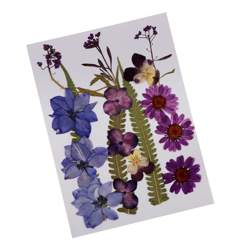 1 Set Assorted Pressed Dried Flowers Card Scrapbooking Phone Cover Crafts