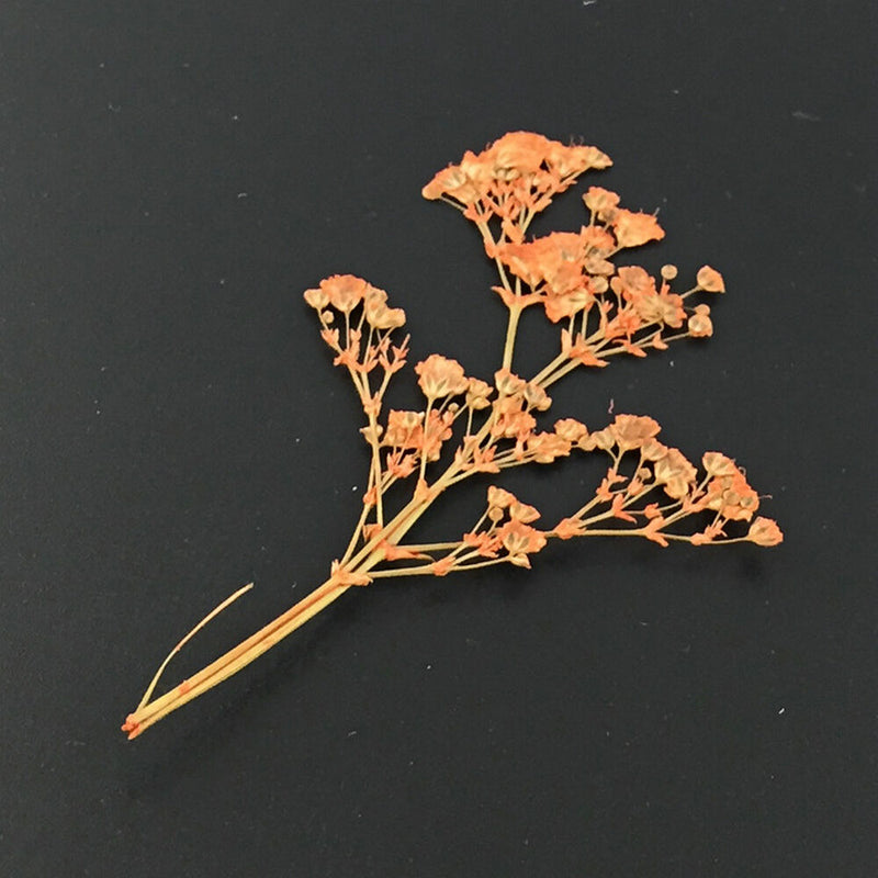 Fashion Mixed Dried Flowers Nail Art DIY Women Girl Decor Flower Manicure Crafts