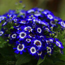 50pcs blue daisy seeds awesome easy to grow flower diy home garden decorDSR ^i