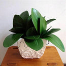 Artificial flower, leaves of Phalaenopsis (moth orchid), leaf / green (gree U7E6