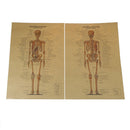 skeletal anatomy poster bar home decor retro kraft paper painting wall st Hj