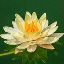 10 seeds 4 color mix Lotus Flower Seed water Aquatic Plant Nelumbo