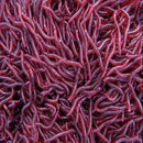 50PCS Red Earthworm Soft Worm Fishing Lures Bait Hooks Baits Tackle Crankbaits