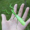 Mini Insect Bug Figures, Bug Toys for Birthday, Christmas, Halloween Decoration