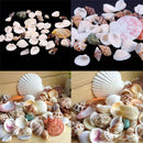 100g Beach Mixed SeaShells Mix Sea Shells Shell Craft SeaShells Aquarium Dec OZ