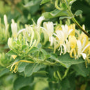 Honeysuckle Seeds Fast, Fragrant Garden Plant 50Pcs
