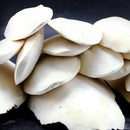 1 Bag Cuttlefish Cuttle Fish Bone Parrotts Birds Reptiles L9N6 Food Tortois Y4Q0